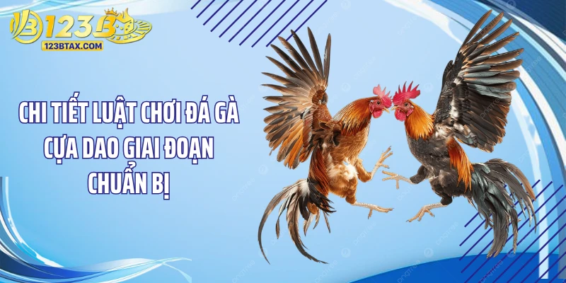 Luật Chơi Đá Gà Cựa Dao: "Chấn Động" Với Bí Kíp Cực Dị 3 Chi tiết luật chơi đá gà cựa dao giai đoạn chuẩn bị