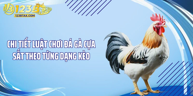 Luật Chơi Đá Gà Cựa Sắt - Chấn Động Sàn Đấu, Hốt Bạc Tỷ 5 Chi tiết luật chơi đá gà cựa sắt theo từng dạng kèo