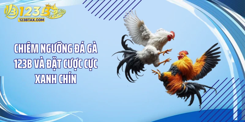 Trang Chủ 21 Chiêm ngưỡng đá gà 123B và đặt cược cực xanh chín