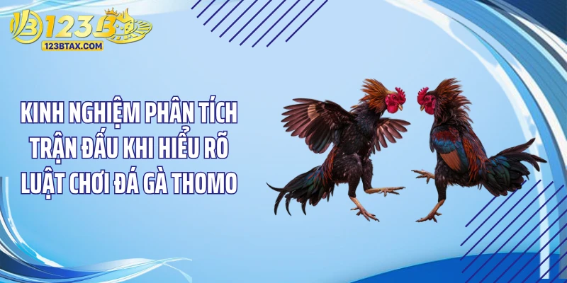Luật Chơi Đá Gà Thomo: "Độc Chiêu" Cược Là Ăn Đậm 5 Kinh nghiệm phân tích trận đấu khi hiểu rõ luật chơi đá gà Thomo