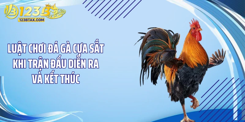 Luật Chơi Đá Gà Cựa Sắt - Chấn Động Sàn Đấu, Hốt Bạc Tỷ 4 Luật chơi đá gà cựa sắt khi trận đấu diễn ra và kết thúc