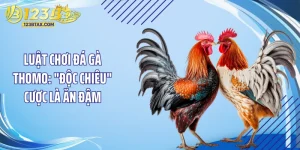 Luật Chơi Đá Gà Thomo: "Độc Chiêu" Cược Là Ăn Đậm