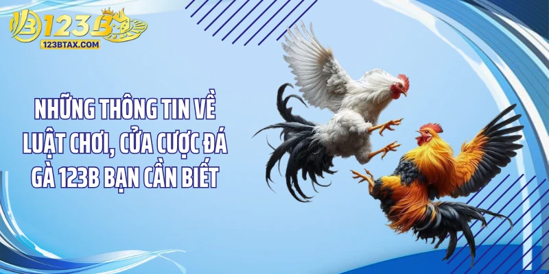 Những thông tin về luật chơi, cửa cược đá gà 123B bạn cần biết